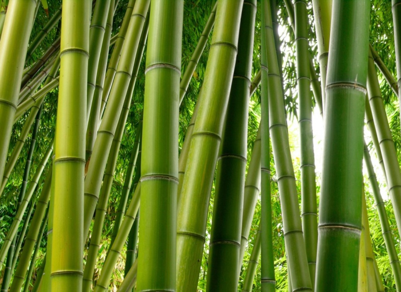 Bambusy rosną najszybciej