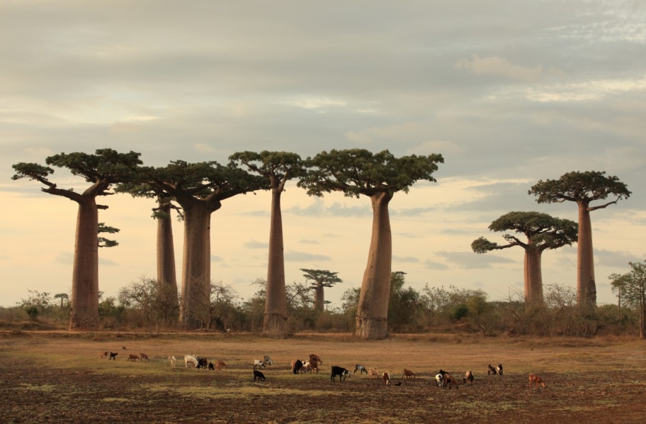 Baobab - drzewo rosnące do góry nogami