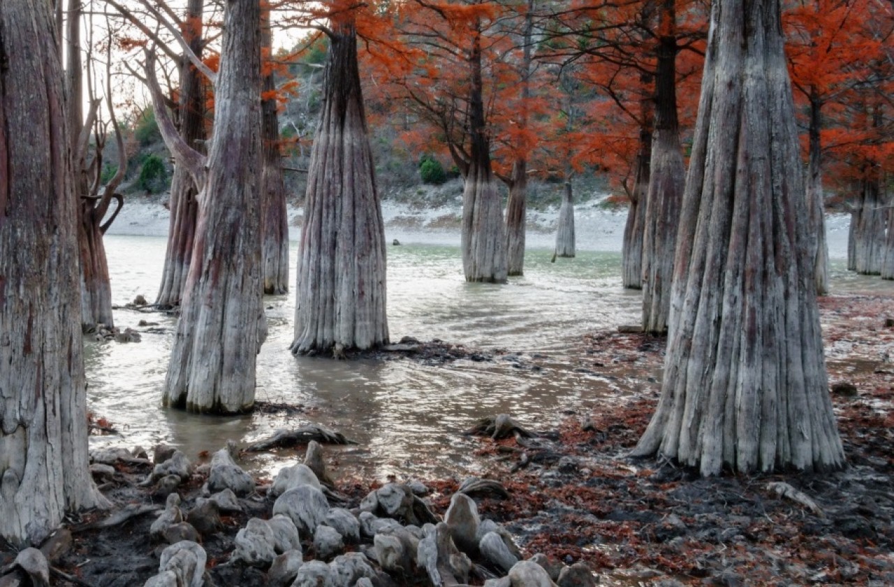 Drzewa, które żyją w wodzie