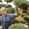 Pielęgnacja formowanych roślin – bonsai 