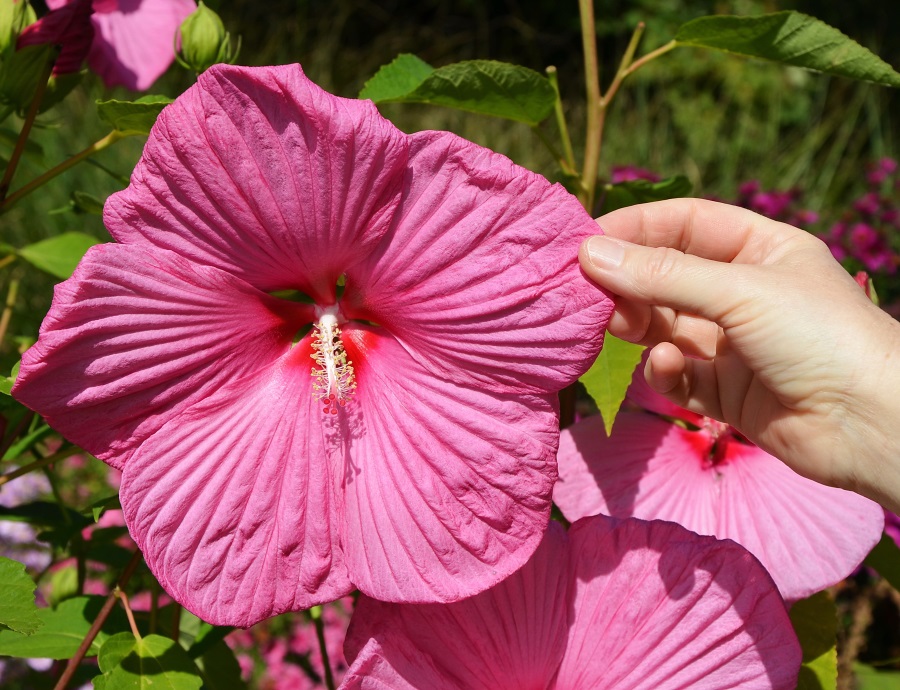 Hibiskusy bylinowe