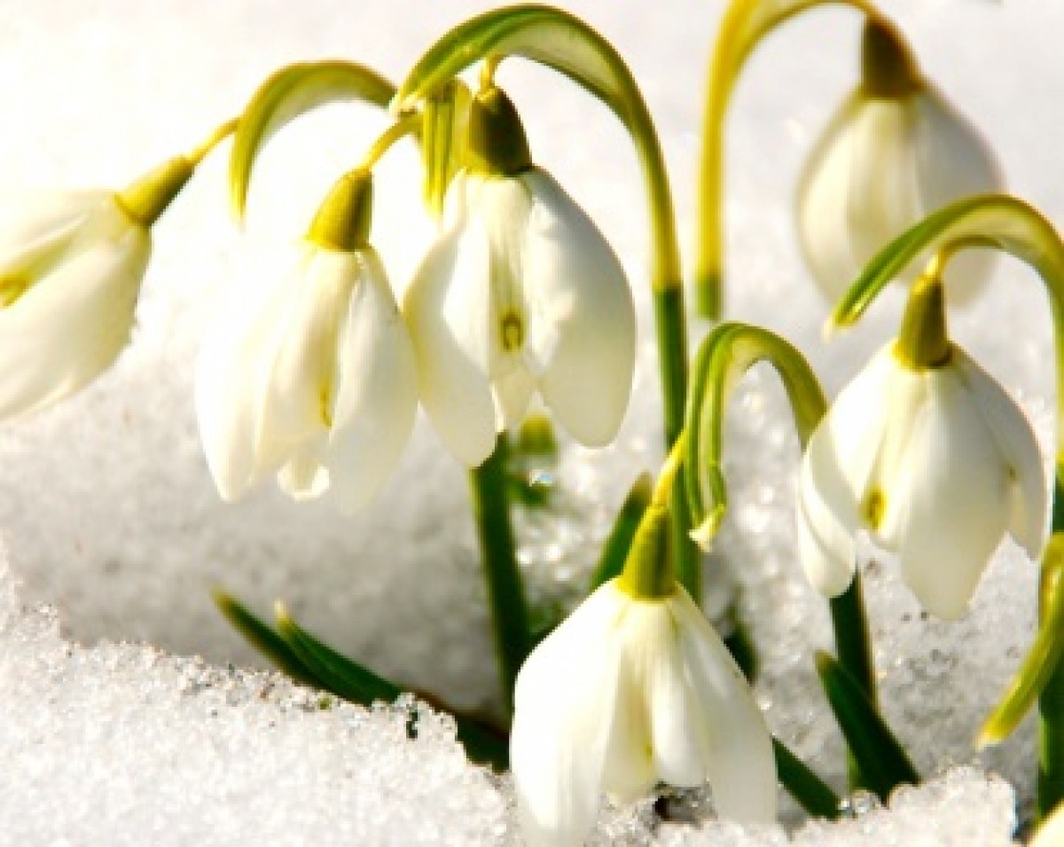 Śnieżyczka przebiśnieg (Galanhtus nivalis)