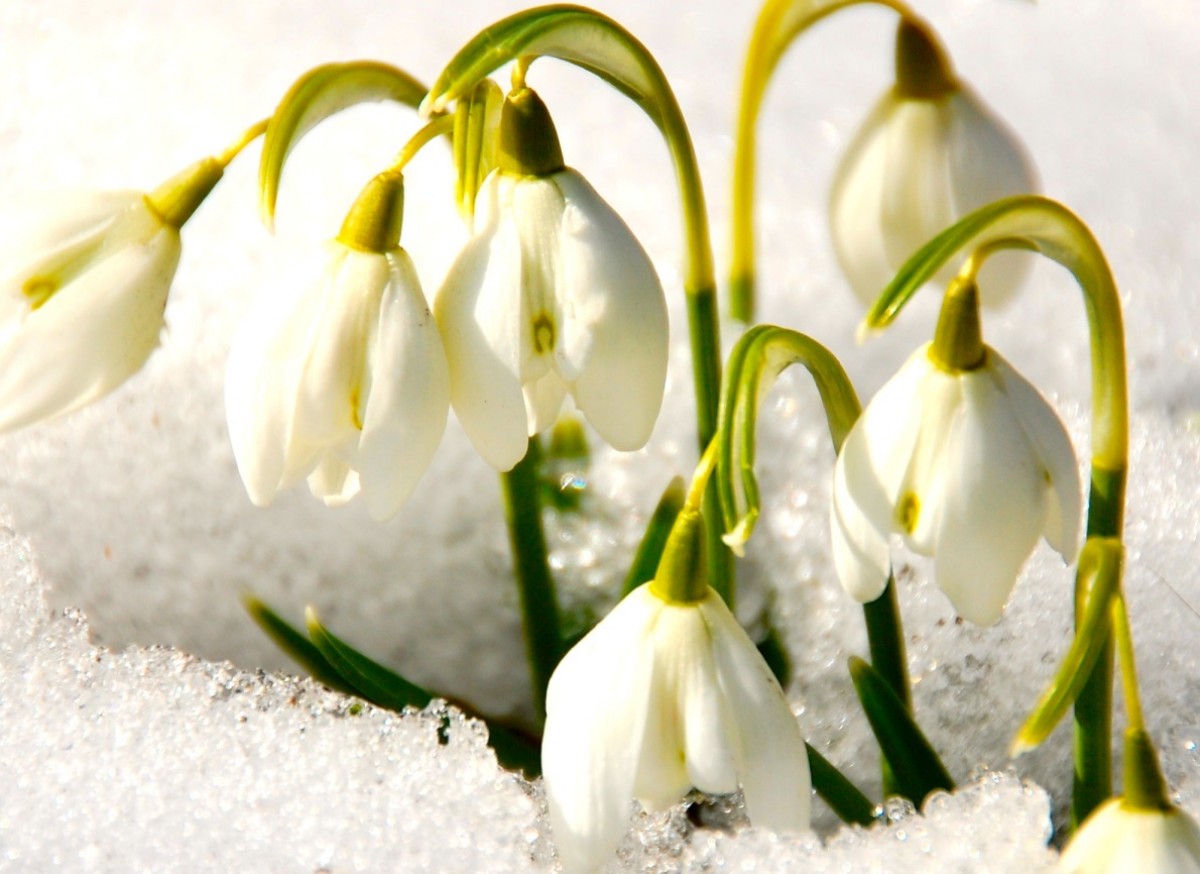 Śnieżyczka przebiśnieg (Galanhtus nivalis)