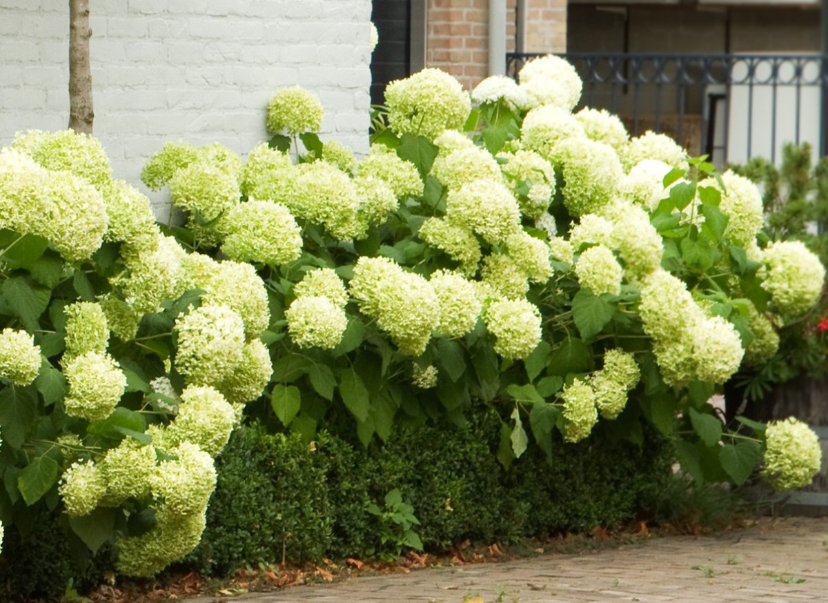 Hortensja drzewiasta 'Annabelle' (Hydrangea arborescens)