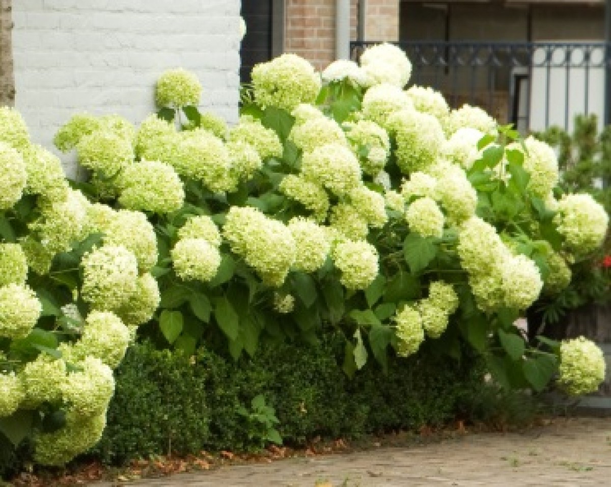 Hortensja drzewiasta 'Anabelle' (Hydrangea arborescens)