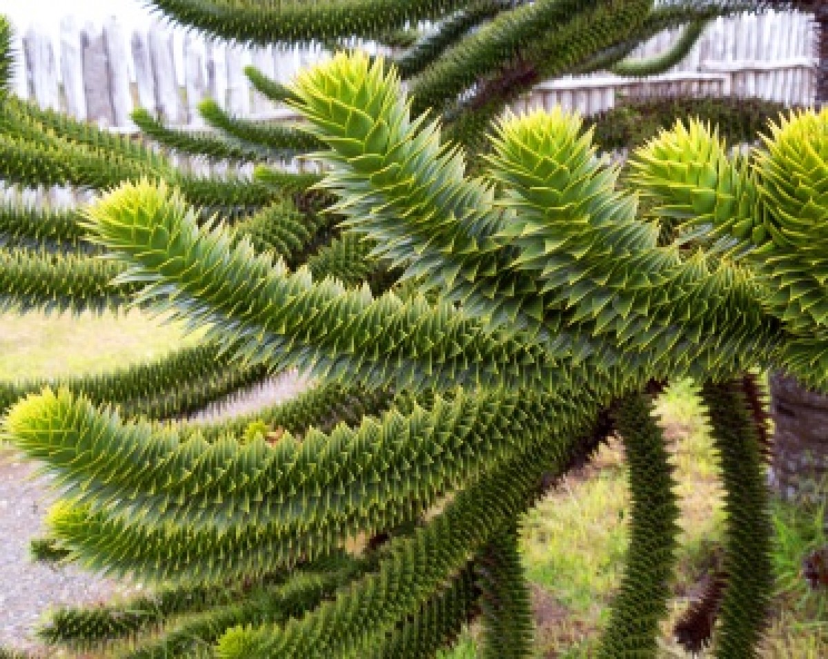 Araukaria (Araucaria araucana)