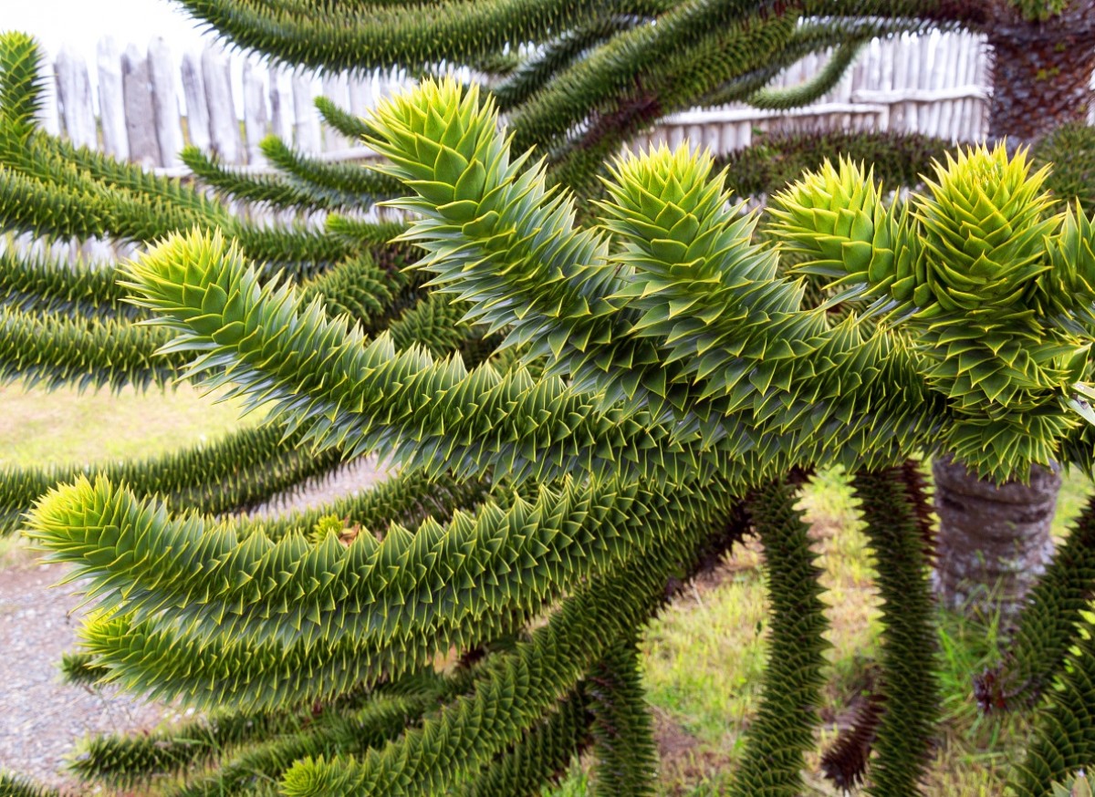 Araukaria (Araucaria araucana)