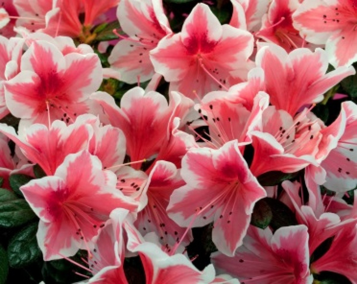 Azalia japońska 'Kermesina Rose' (Azalea japonica)