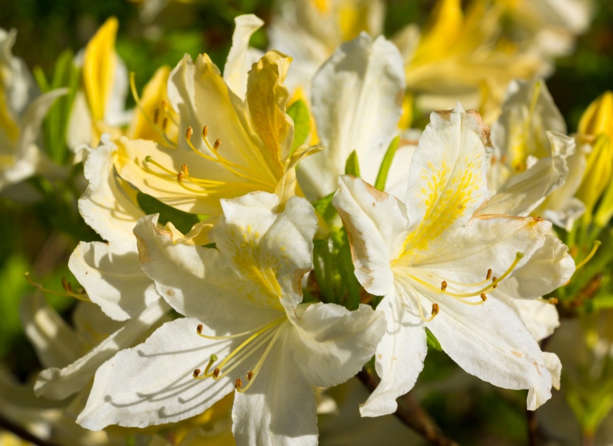 Azalia wielkokwiatowa 'Schneegold' (Rhododendron)