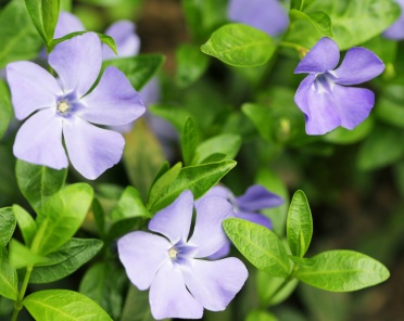 Barwinek pospolity (Vinca minor)