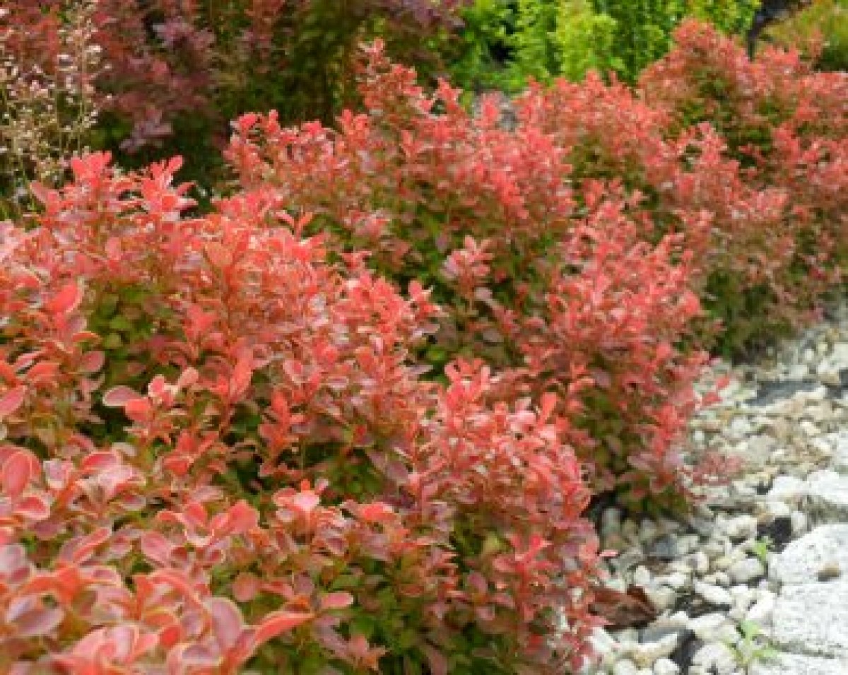 Berberys Thunberga 'Admiration' (Berberis thunbergii)