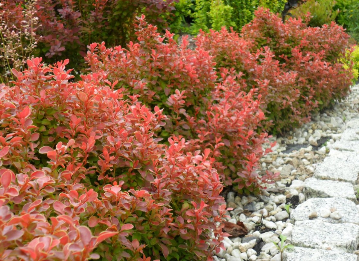Berberys Thunberga 'Admiration' (Berberis thunbergii)