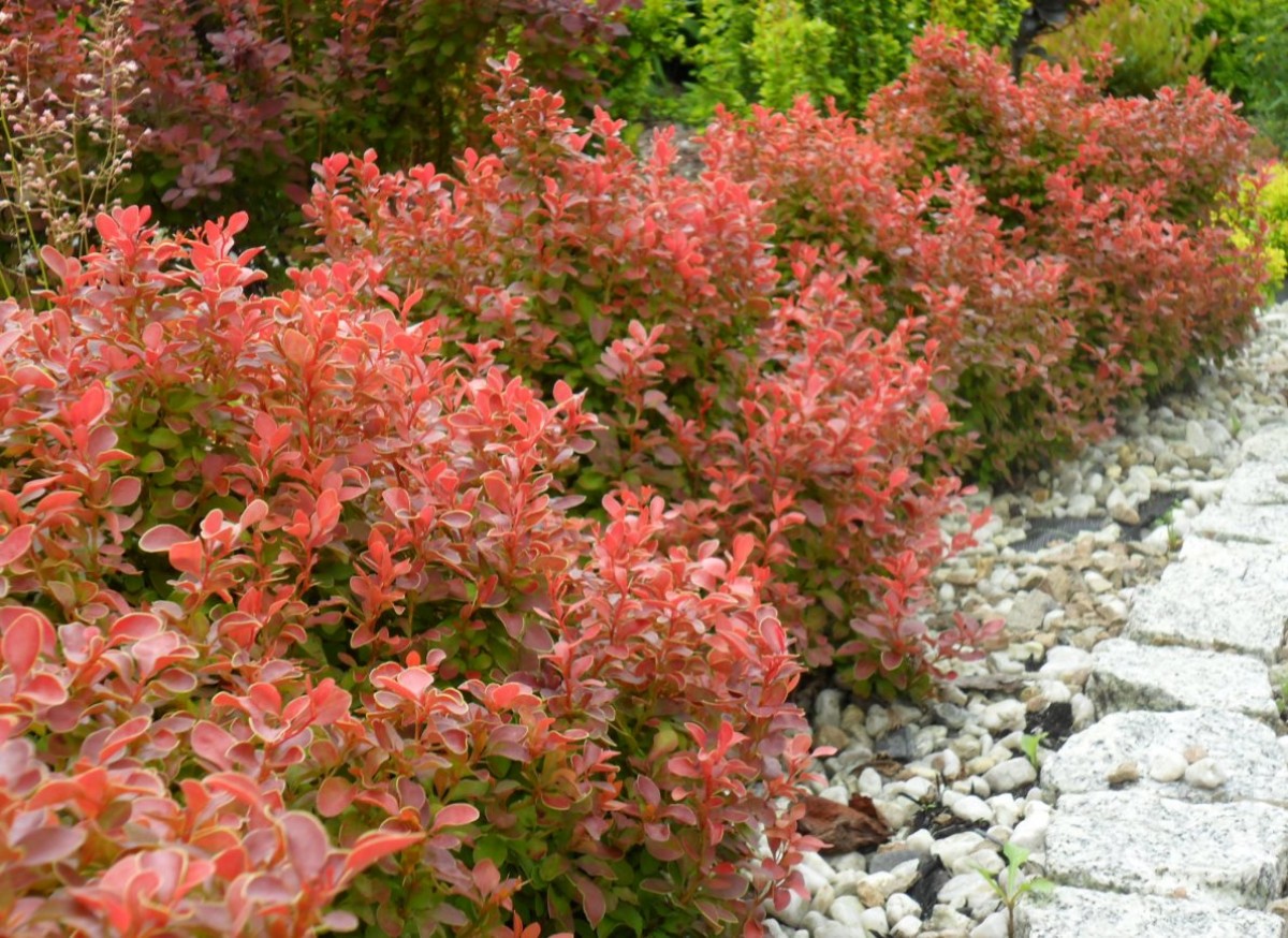 Berberys Thunberga 'Admiration' (Berberis thunbergii)