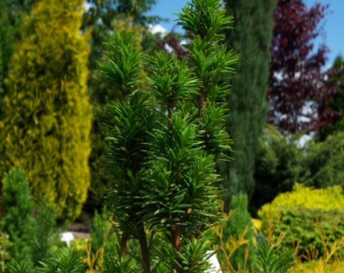 Cis pospolity 'Fastigiata Robusta' (Taxus baccata)