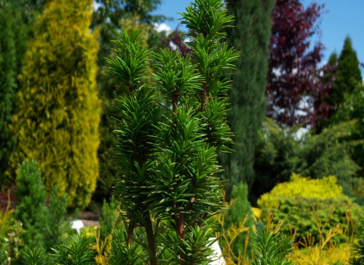 Cis pospolity 'Fastigiata Robusta' (Taxus baccata)