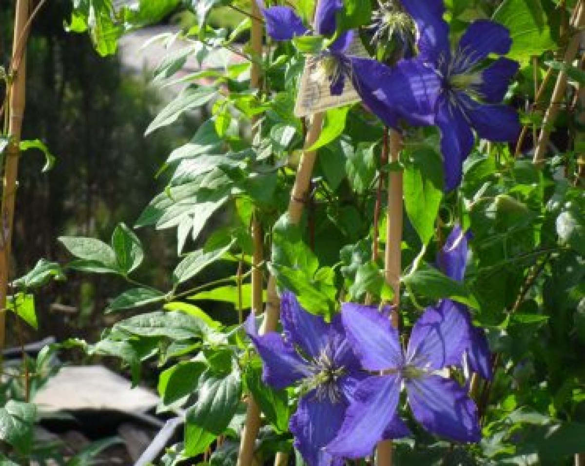 Powojnik 'Jackmanii' (Clematis)