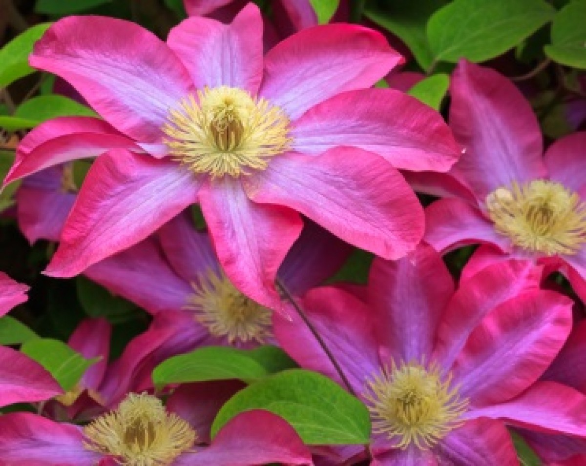 Powojnik 'Kakio'/'Pink Champagne' (Clematis)