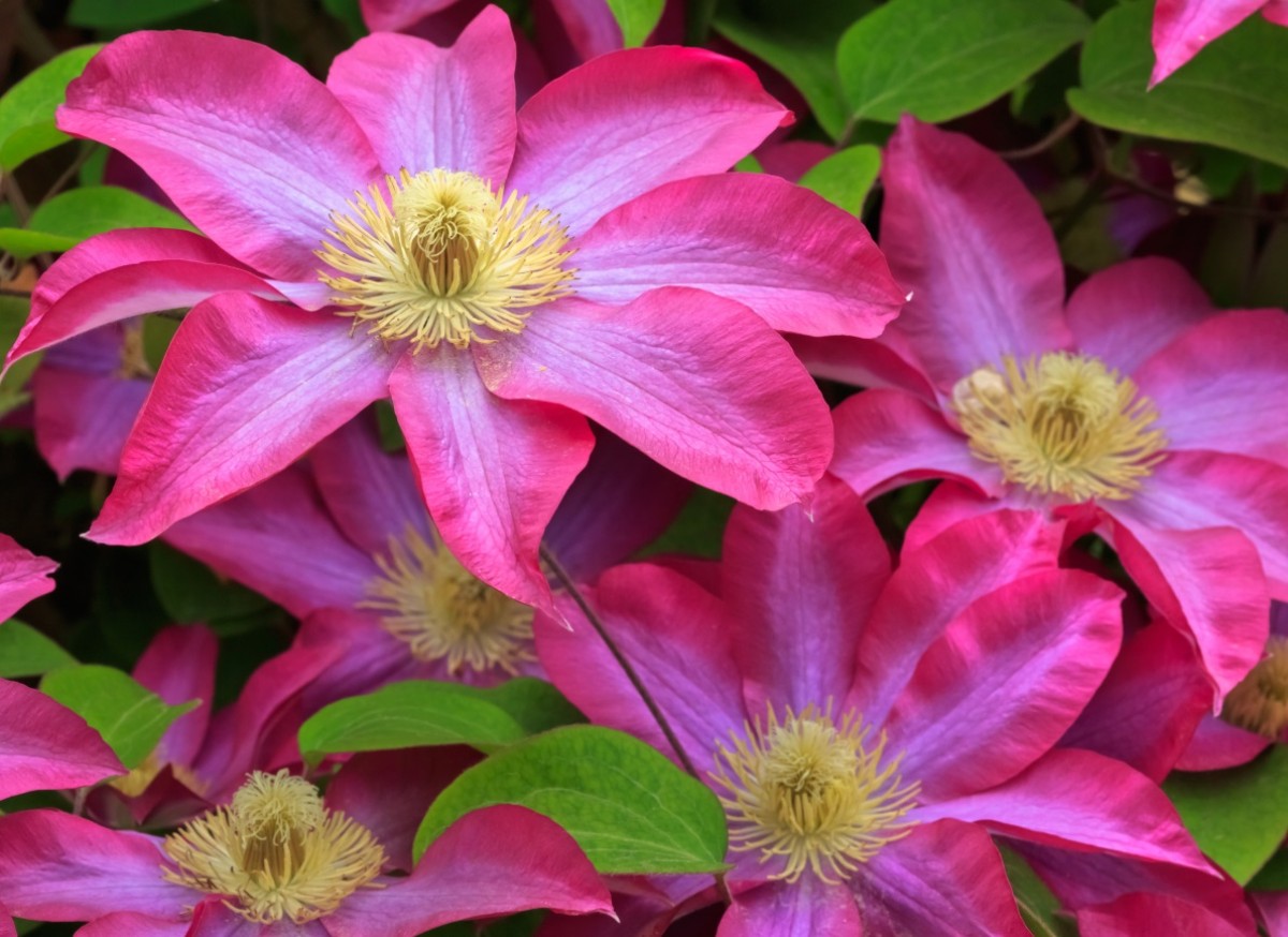 Powojnik 'Kakio'/'Pink Champagne' (Clematis)