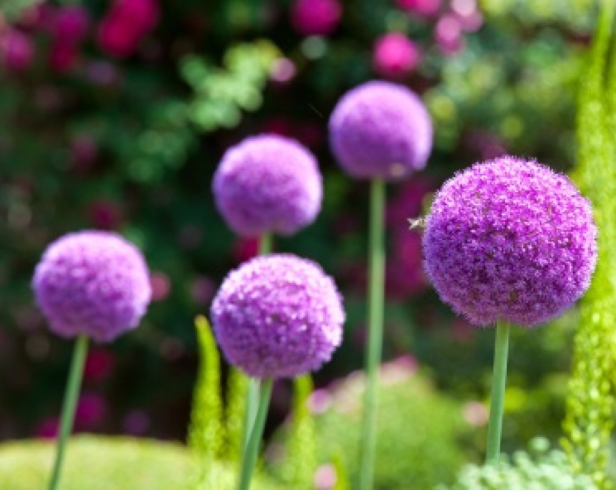 Czosnek olbrzymi 'Gladiator' (Allium giganteum)