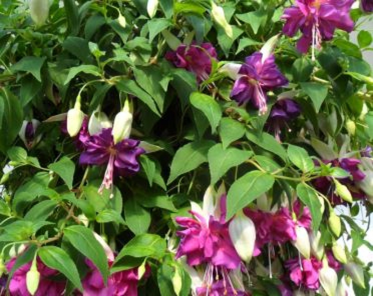 Fuksja wisząca (Fuchsia)
