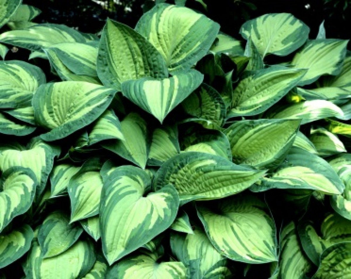 Funkia Fortunei 'Albopicta' (Hosta hybrida)