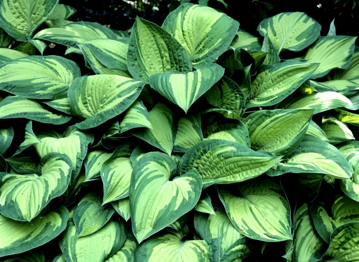 Funkia Fortunei 'Albopicta' (Hosta hybrida)