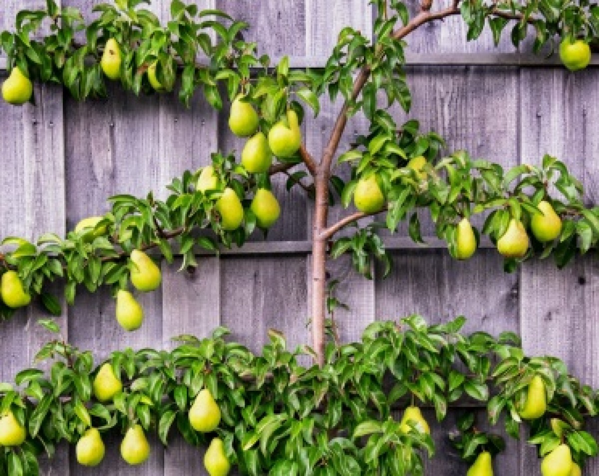 Grusza pospolita 'Bonkreta Williamsa' (Pyrus communis)