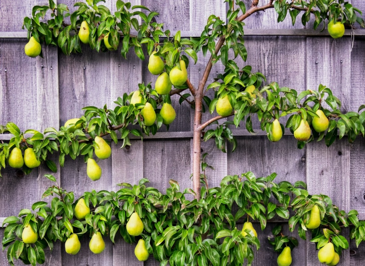 Grusza pospolita 'Bonkreta Williamsa' (Pyrus communis)