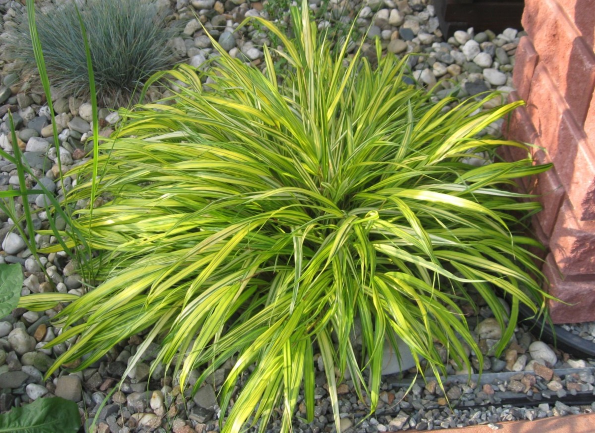 Hakonechloa smukła 'Aureola' (Hakonechloa macra)