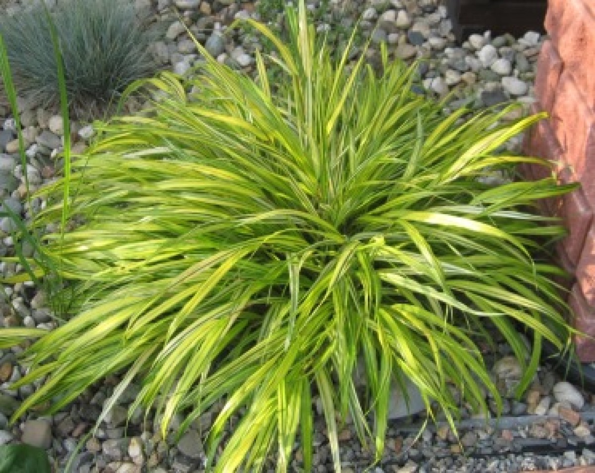 Hakonechloa smukła 'Aureola' (Hakonechloa macra)