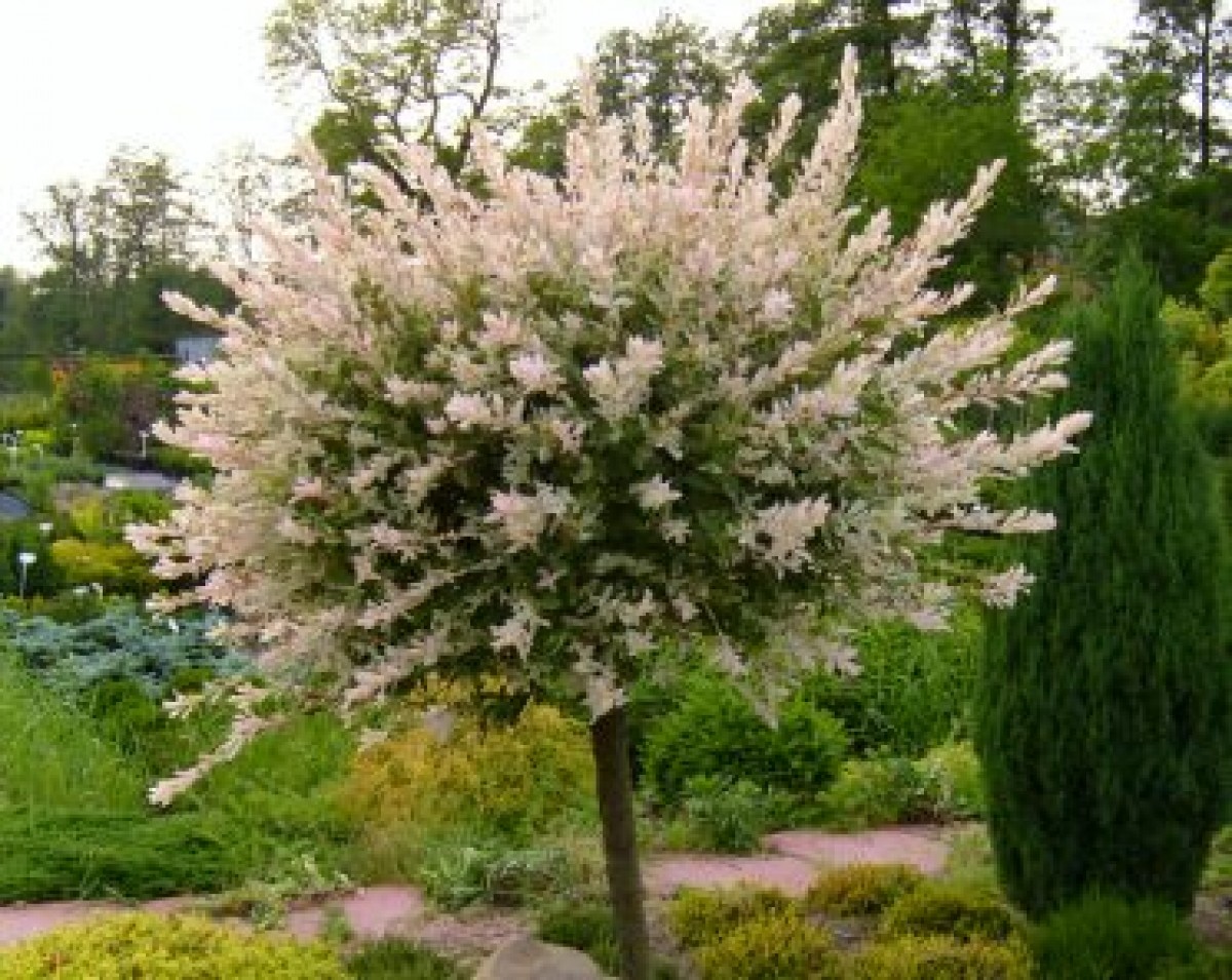 Wierzba japońska 'Hakuro-Nishiki' (Salix integra)