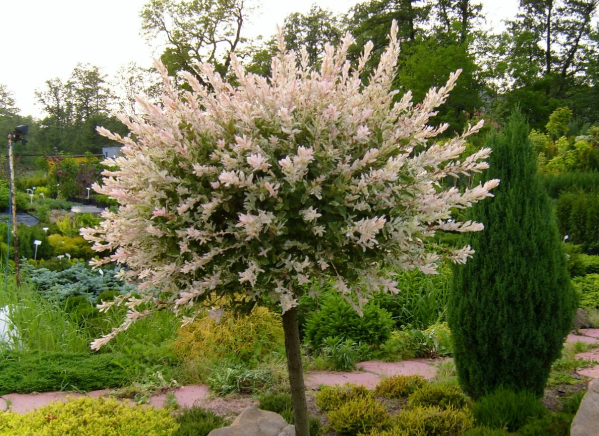 Wierzba japońska 'Hakuro-Nishiki' (Salix integra)