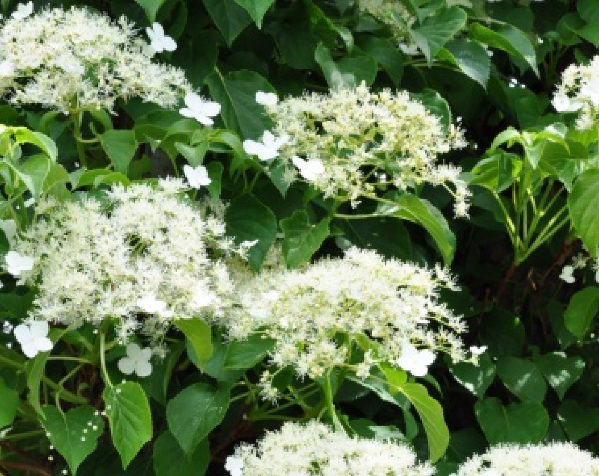 Hortensja pnąca (Hydrangea petiolaris)