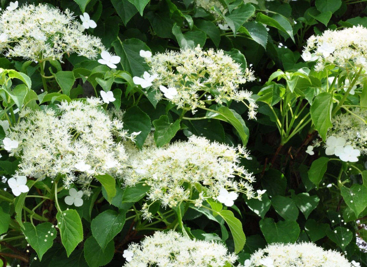 Hortensja pnąca (Hydrangea petiolaris)