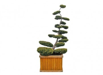 Bonsai duże