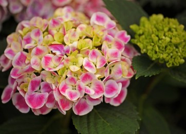 Hortensje ogrodowe