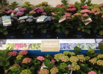Hortensje 'Magical Four Seasons'