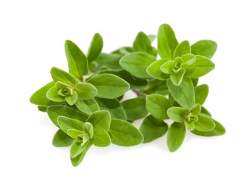 Majeranek pospolity (Origanum majorana)