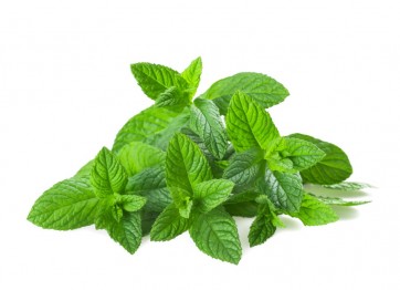 Mięta (Mentha spp.)