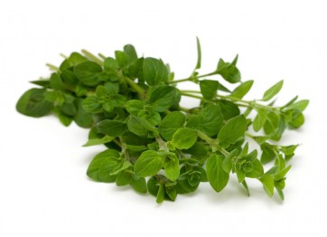 Oregano/Lebiodka (Origanum vulgare)