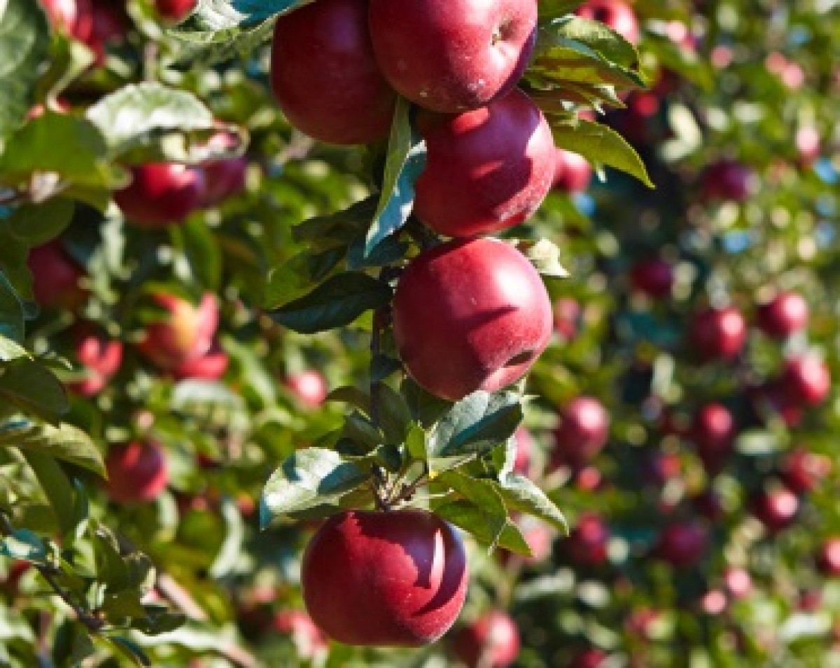 Jabłoń domowa 'Rubin' (Malus domestica)
