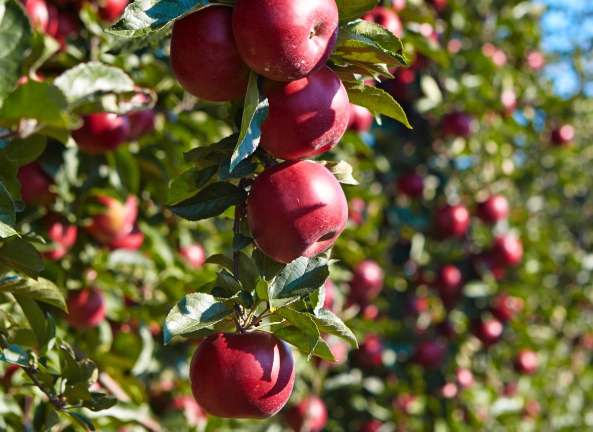 Jabłoń domowa 'Rubin' (Malus domestica)