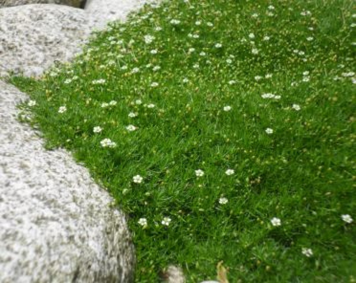 Karmnik ościsty (Sagina subulata)