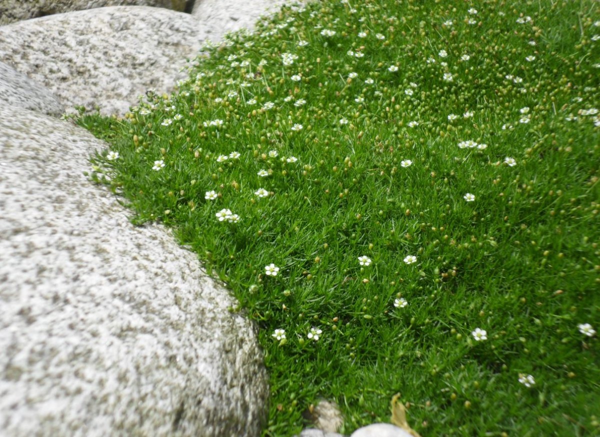 Karmnik ościsty (Sagina subulata)