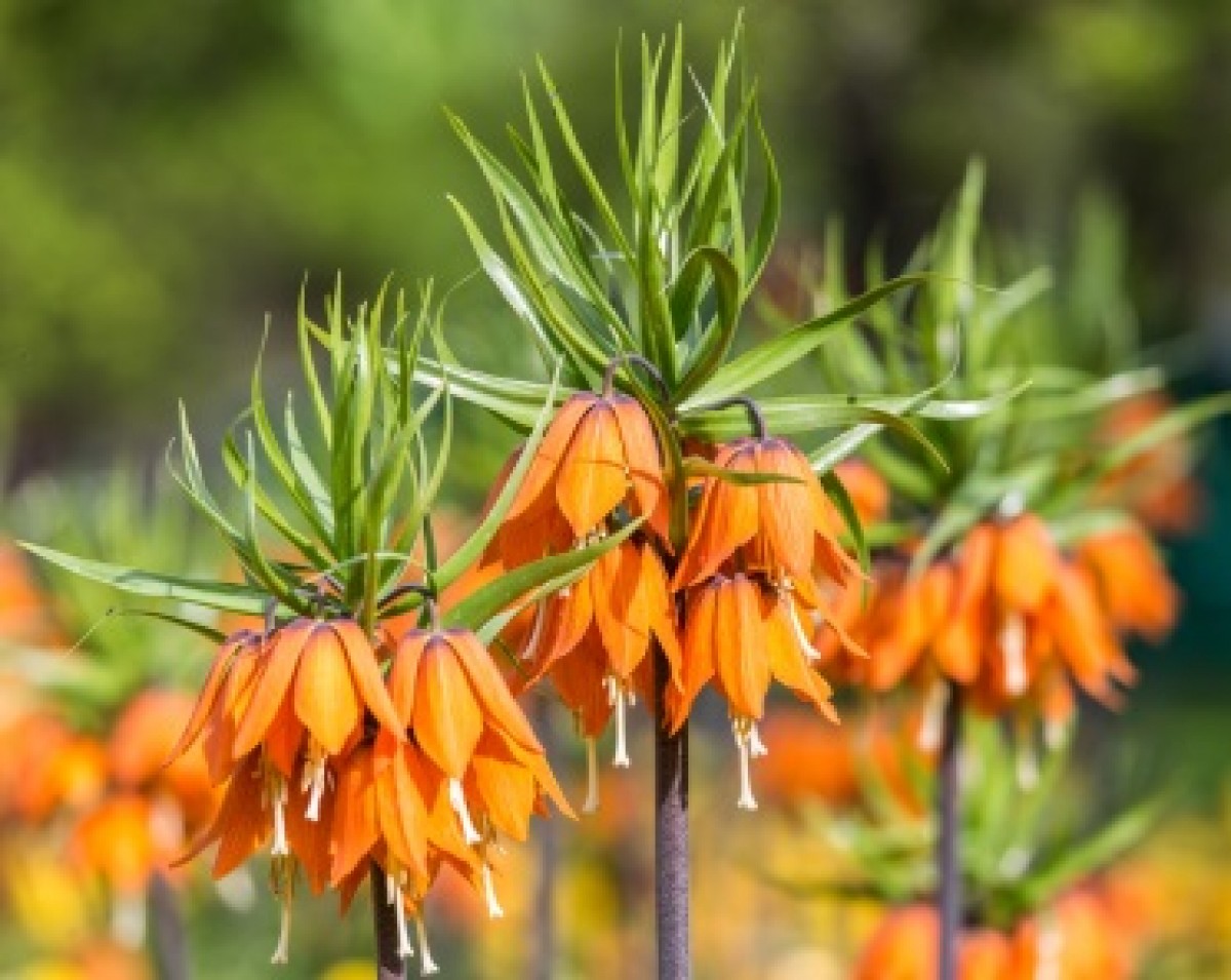 Szachownica Cesarska Aurora (Fritillaria)