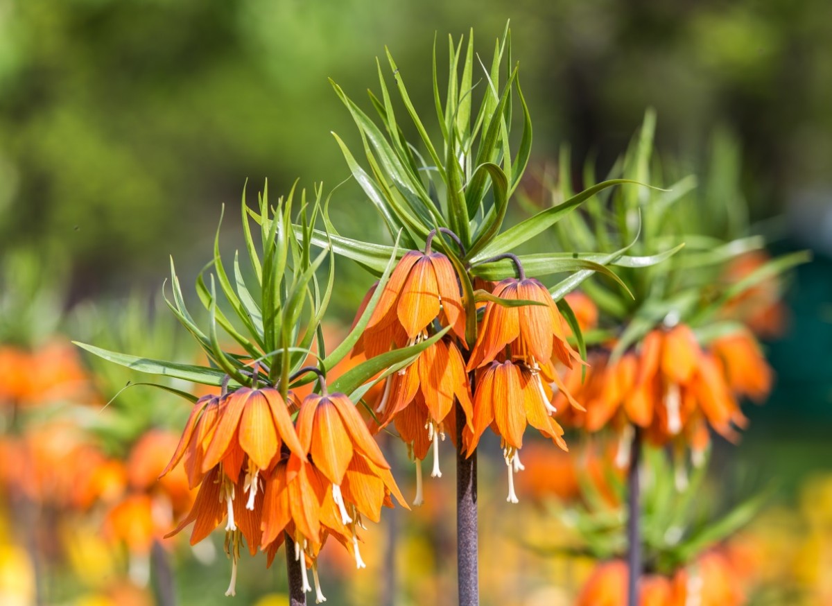 Szachownica Cesarska Aurora (Fritillaria)