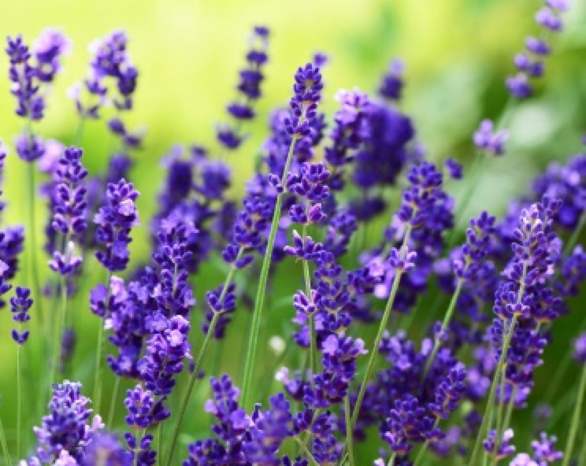 Lawenda wąskolistna 'Hidcote' (Lavandula angustifolia)