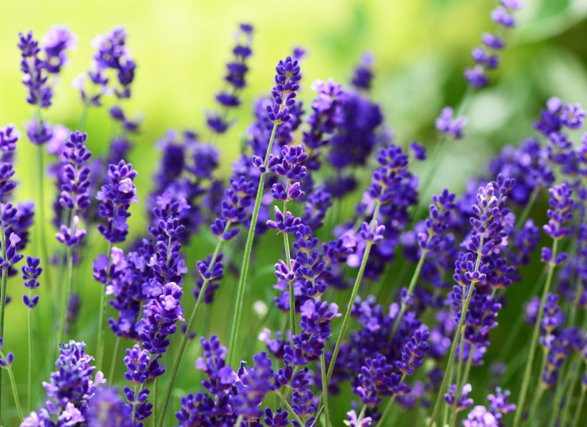 Lawenda wąskolistna 'Hidcote' (Lavandula angustifolia)