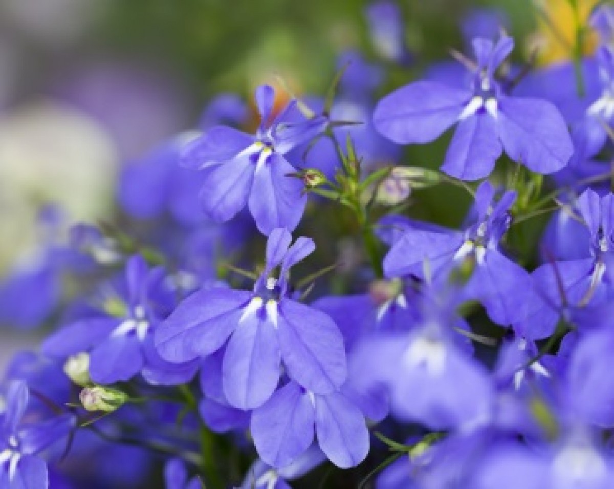 Lobelia przylądkowa stojąca (Lobelia erinus)