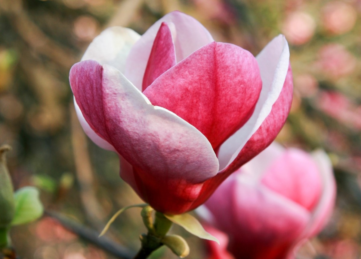 Magnolia pośrednia (Magnolia x soulangena)